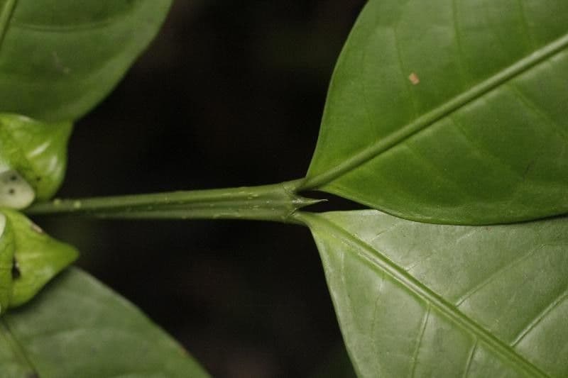 Faramea 4