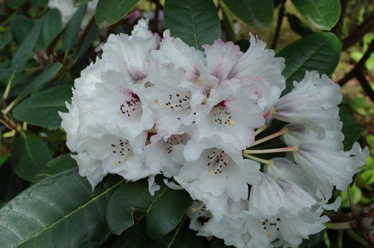 Rododendro 3