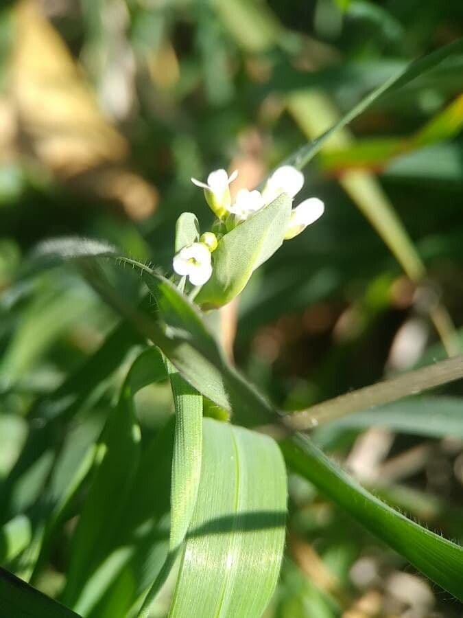 Calepina irregular 7