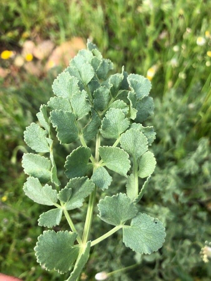 Pimpinella 8