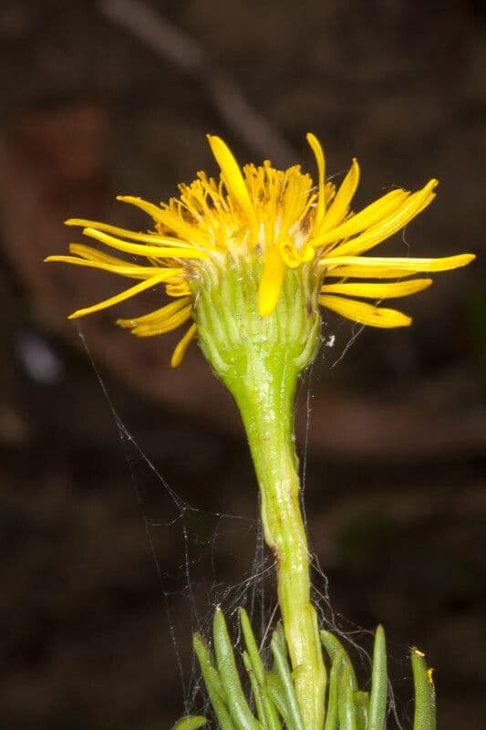 Limbarda crithmoides 23
