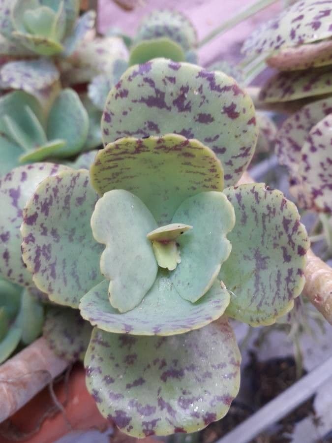 Kalanchoe 7
