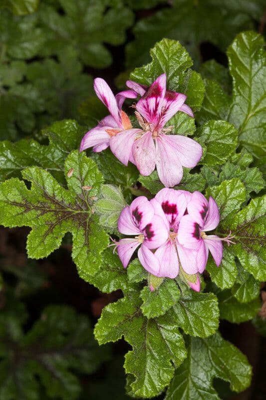 Eichenblättrige Pelargonie 3