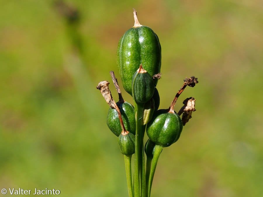 Papierweißes Osterglöckchen 5
