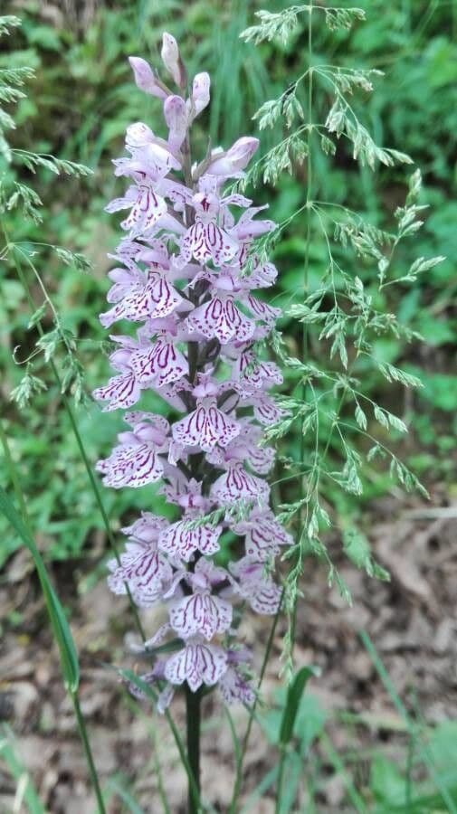 Orchidea macchiata 10
