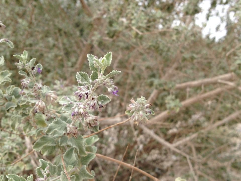 Lavanda del deserto 10