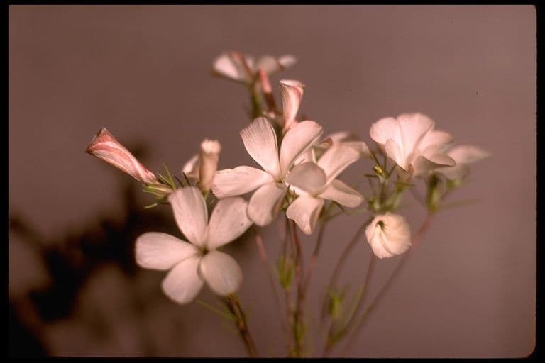 Linanthus 4