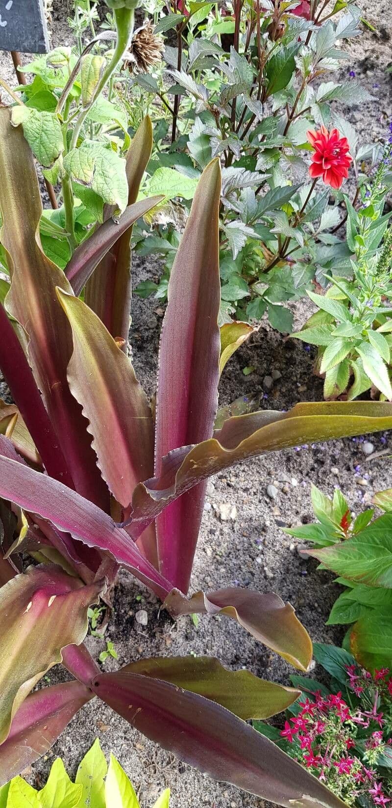 Eucomis 15