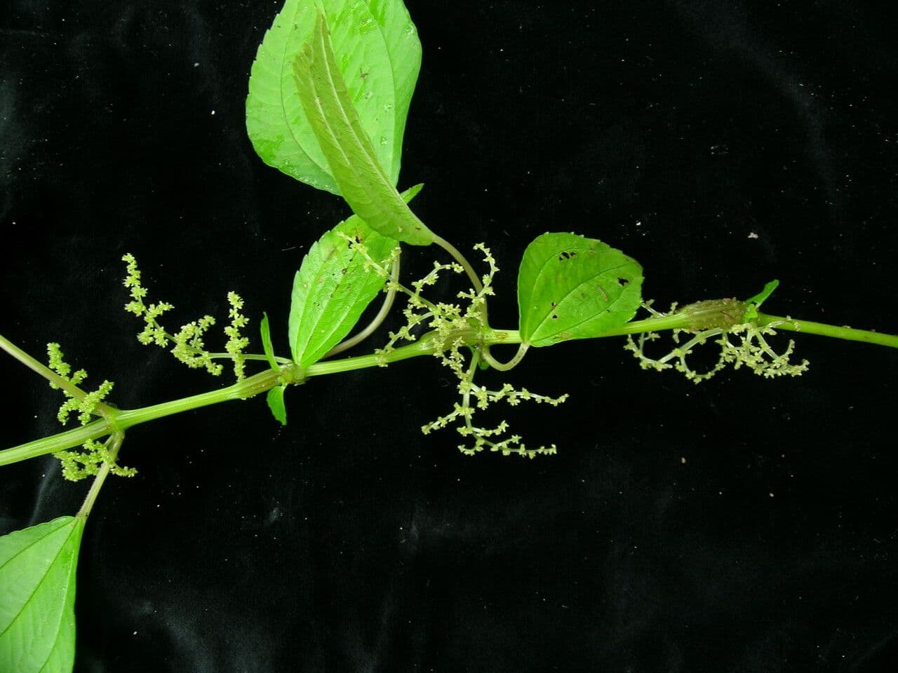 Pilea 5