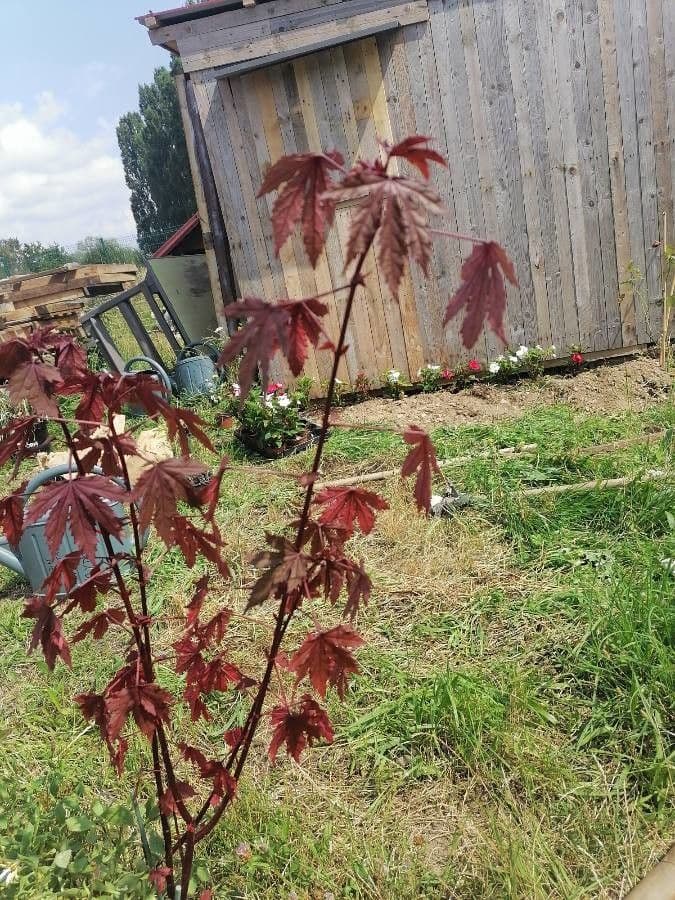Essigblättriger Hibiskus 6