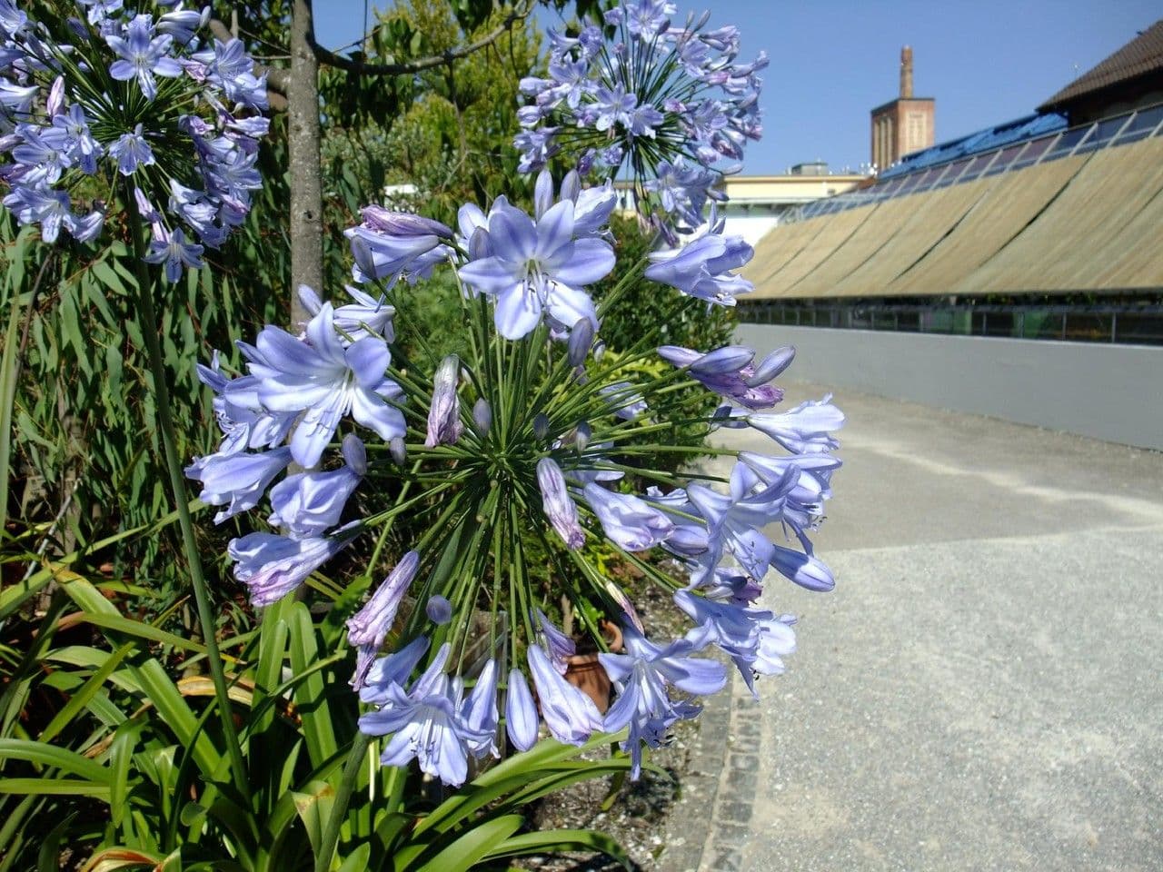 Agapanthus