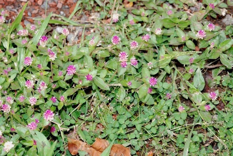 Gomphrena serrata 10