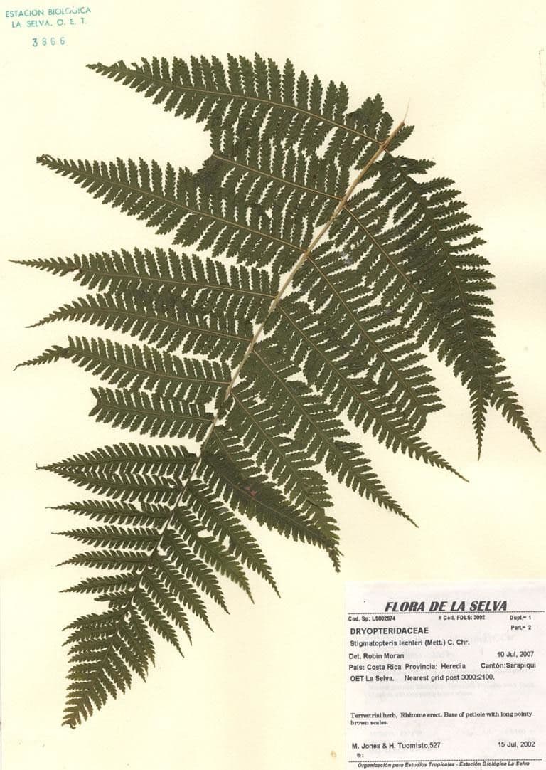 Stigmatopteris 5