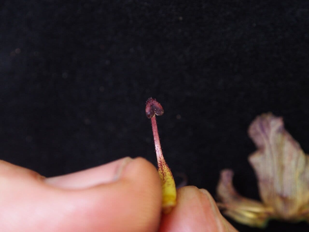Orobanche alba 21