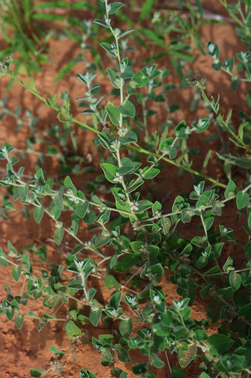 Indigofera 6
