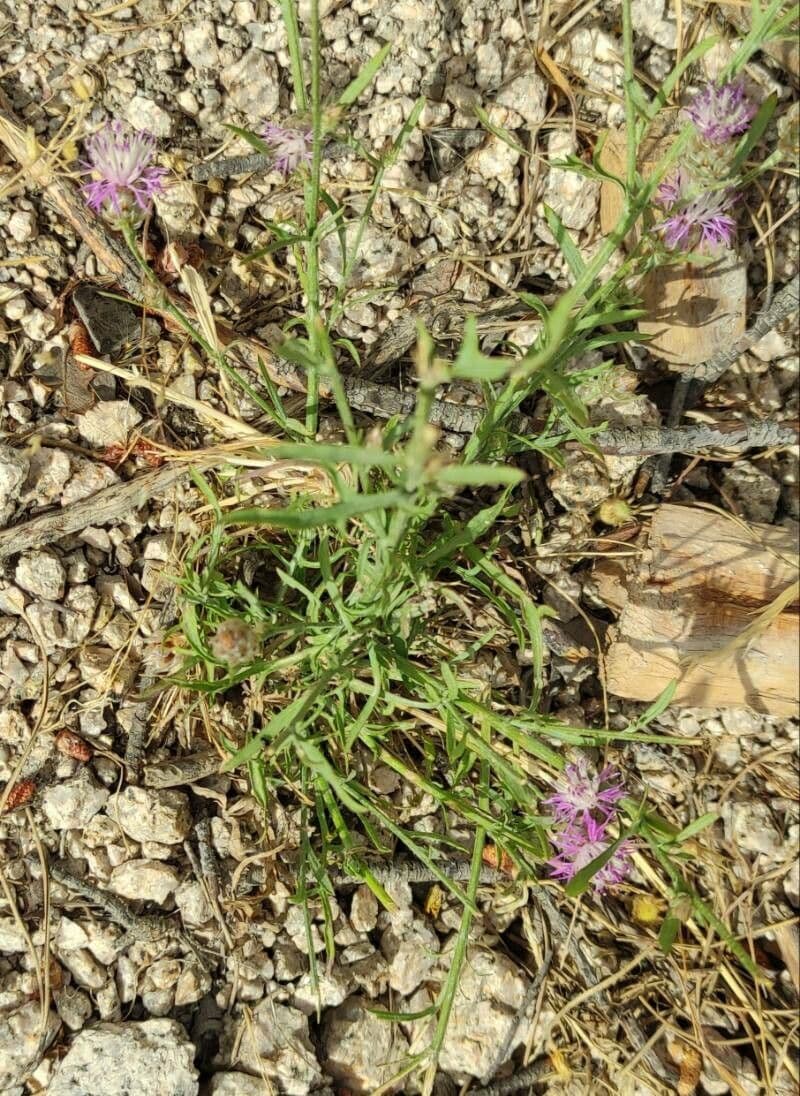 Weiße Flockenblume 11