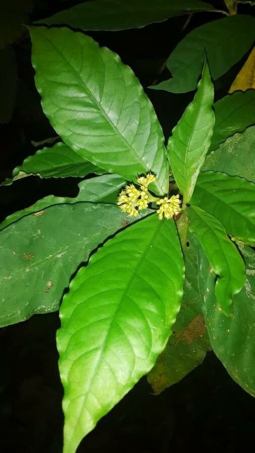 Psychotria 7