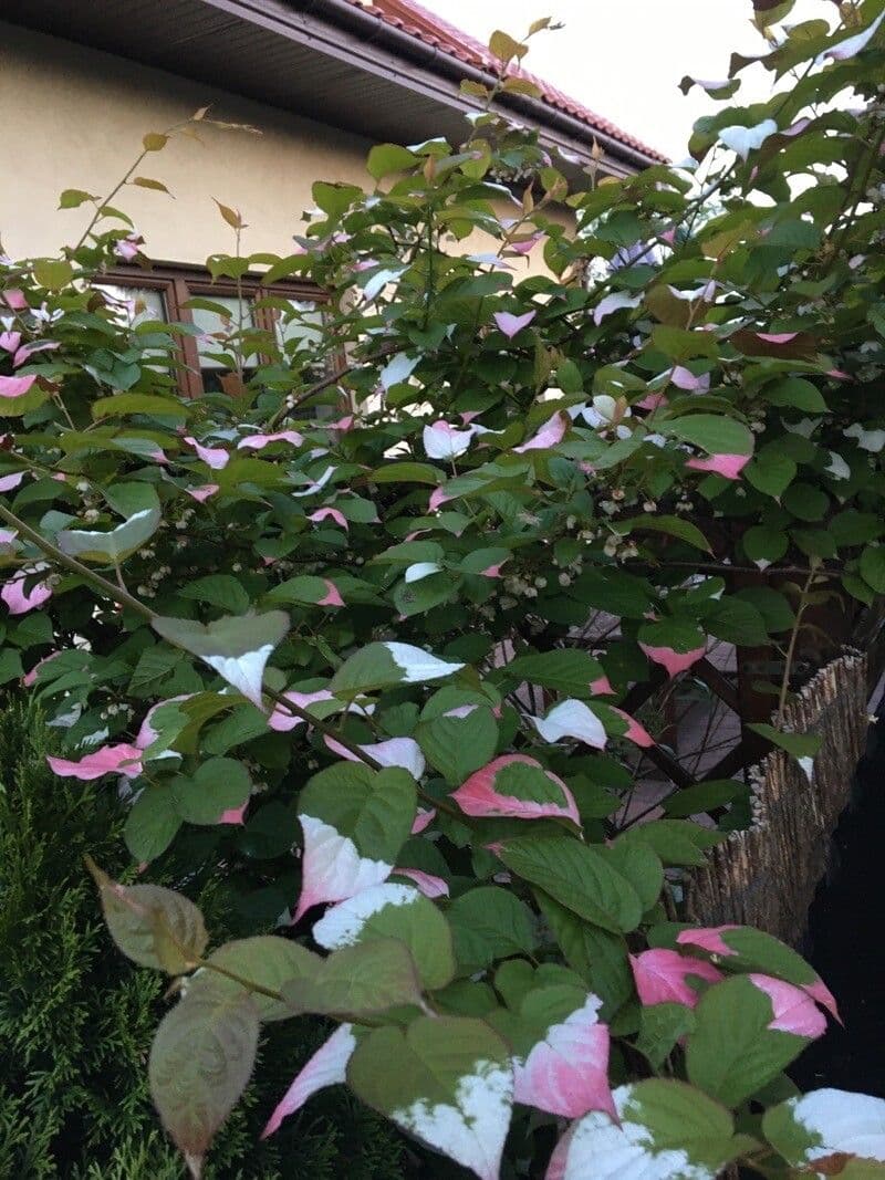 Actinidia kolomikta 15