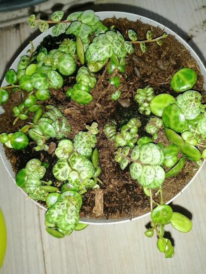 String of Turtles