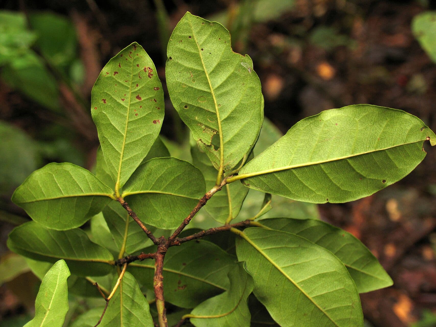 Myrcia