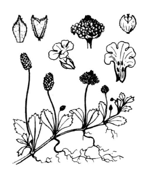 Fila nodiflora 26