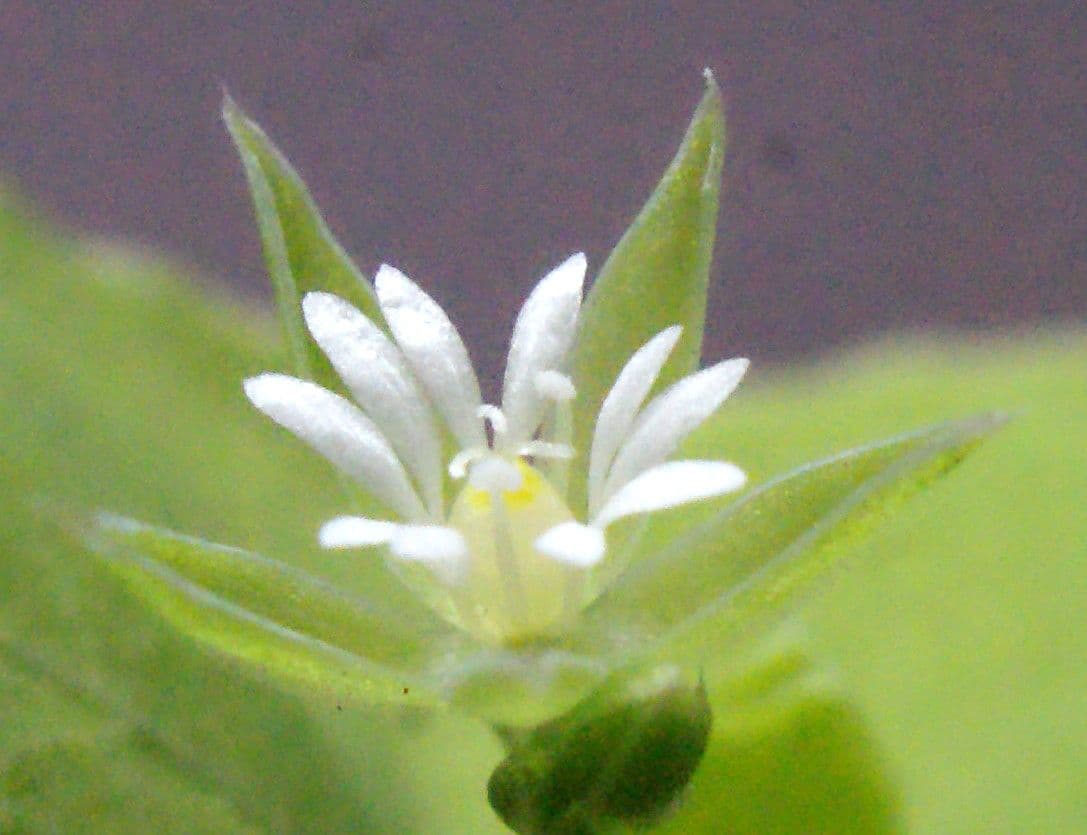 Drymaria cordata 4