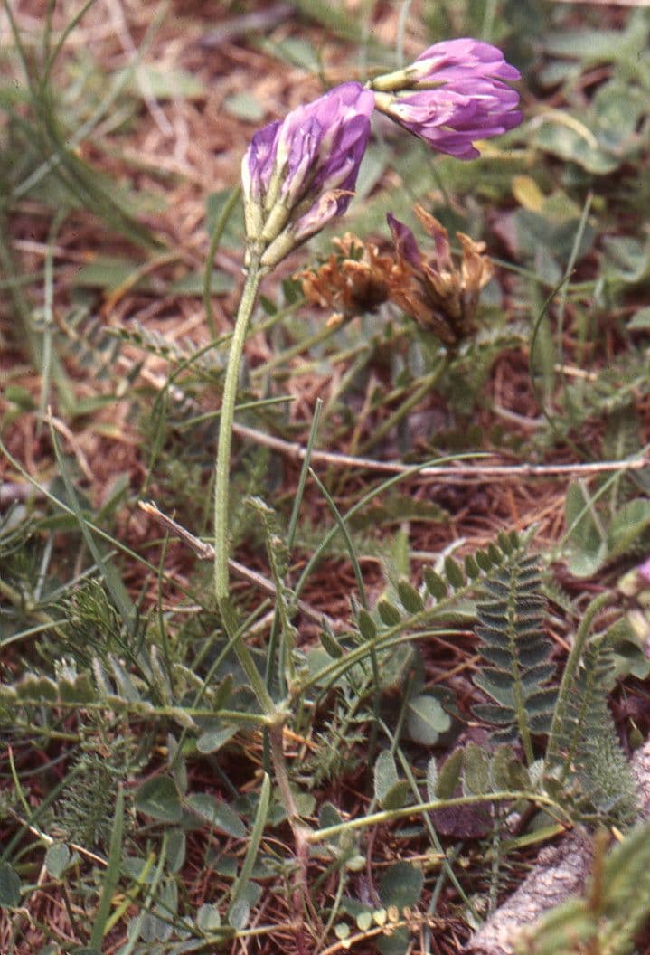 Astragalo danese 11