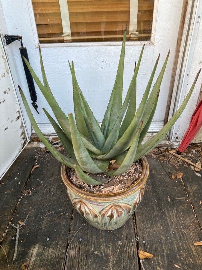 Wickens Aloe