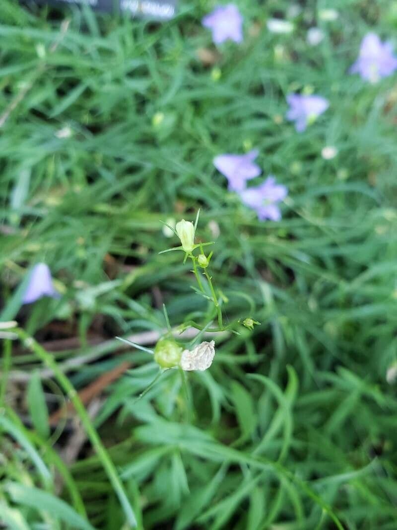 Rundblättrige Glockenblume 3