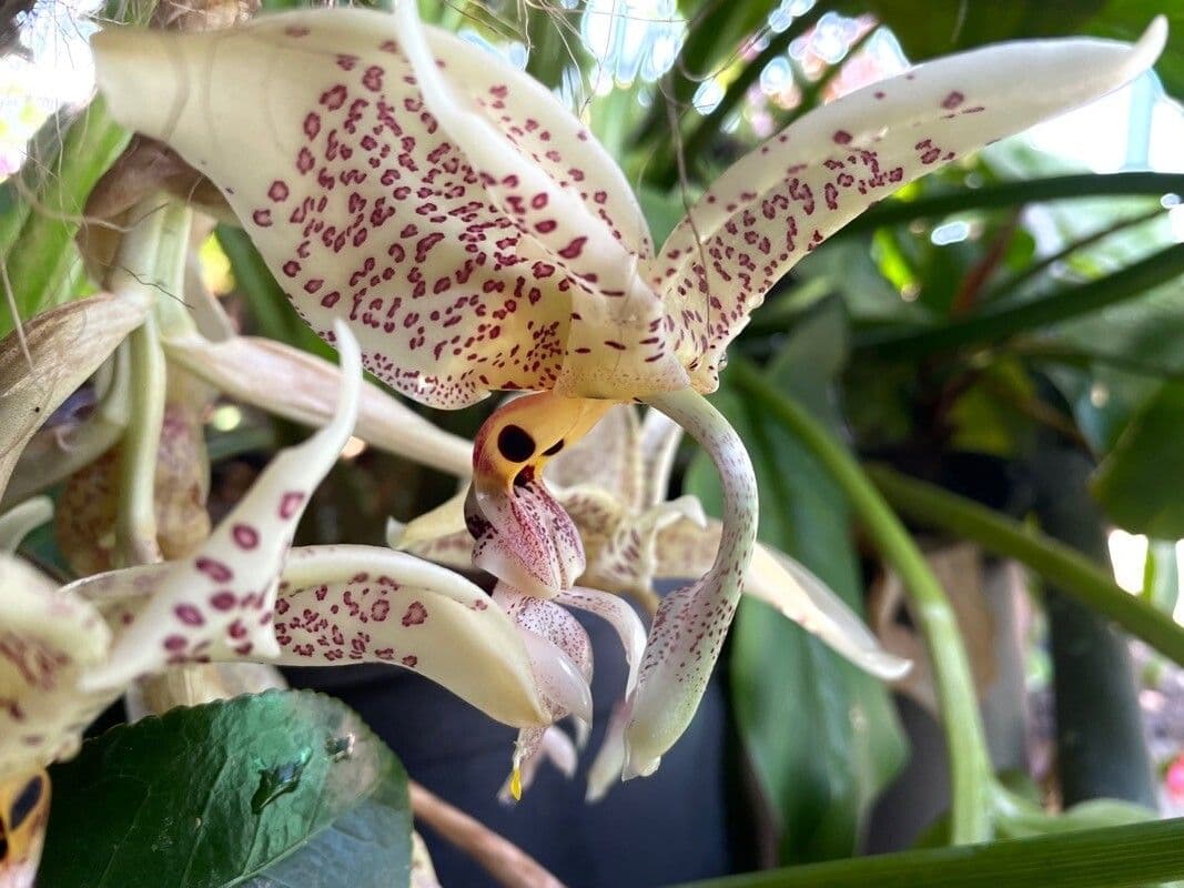 Stanhopea 4