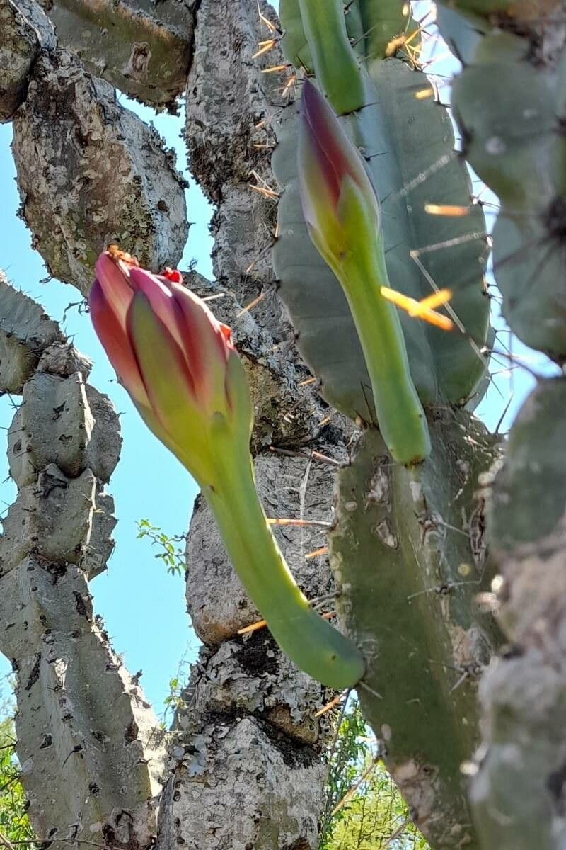 Cactus 2