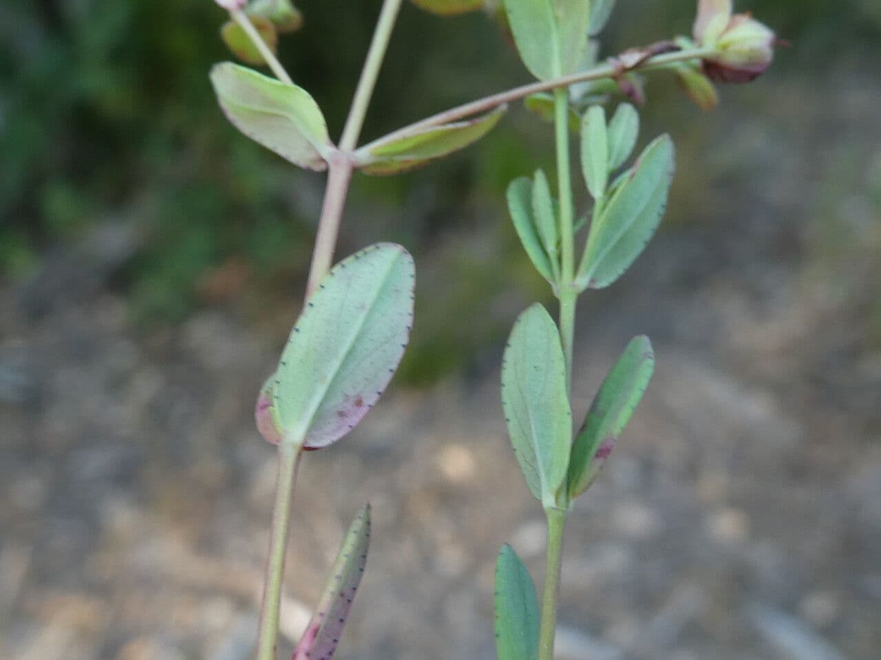Millepertuis couché 22