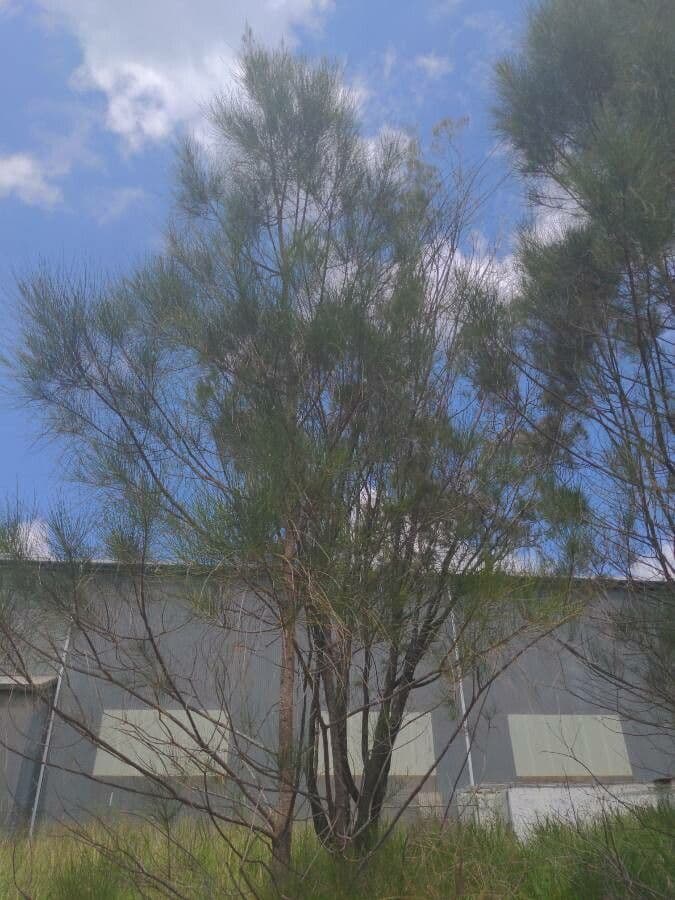 Casuarina equisetifolia 11