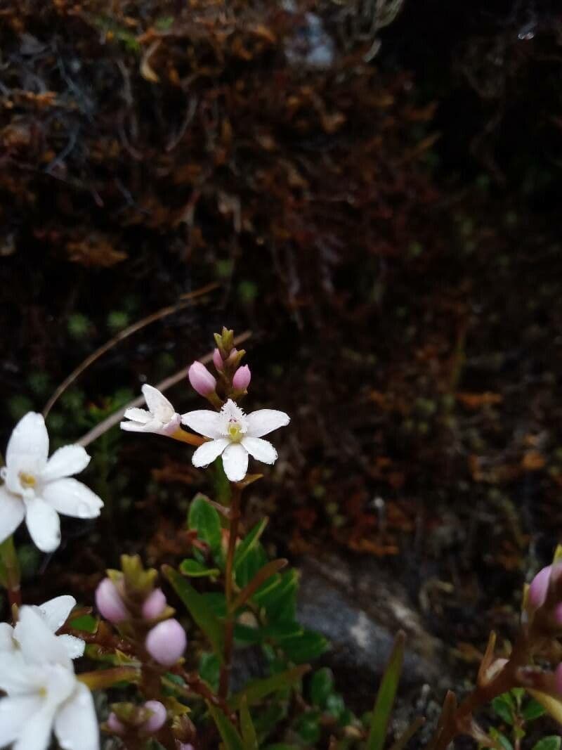Epidendrum 3