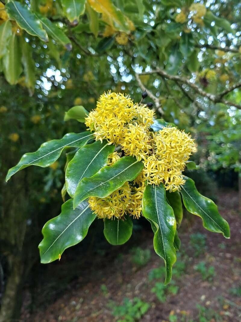 Pitospor eugenioides 2