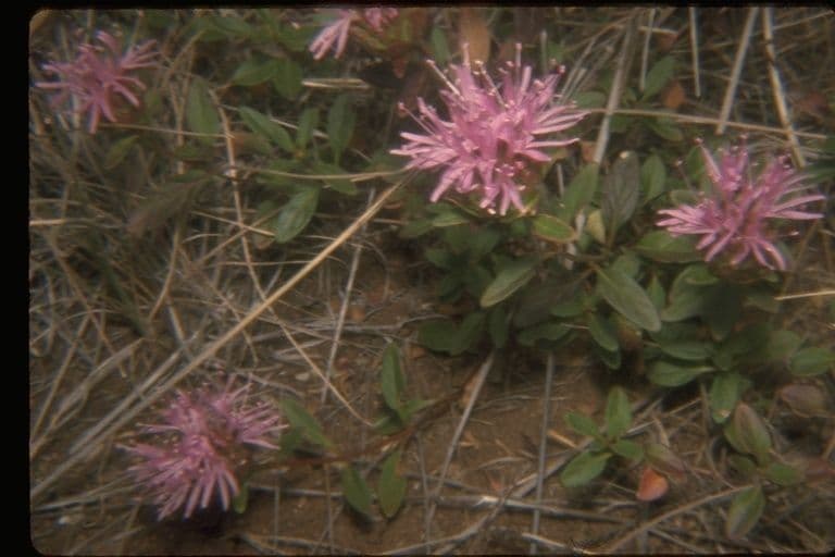 Monardella purpurea 5