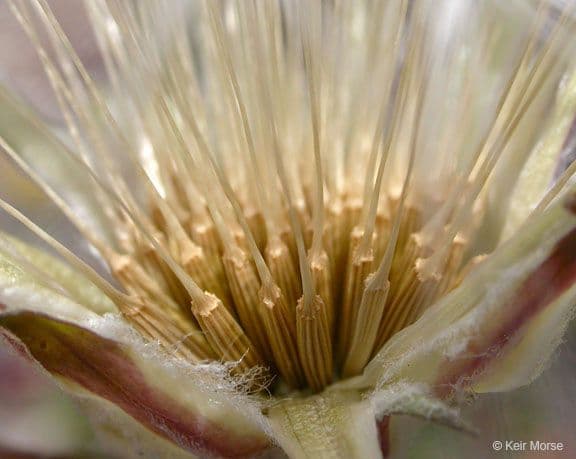 Agoseris retrorsa 4
