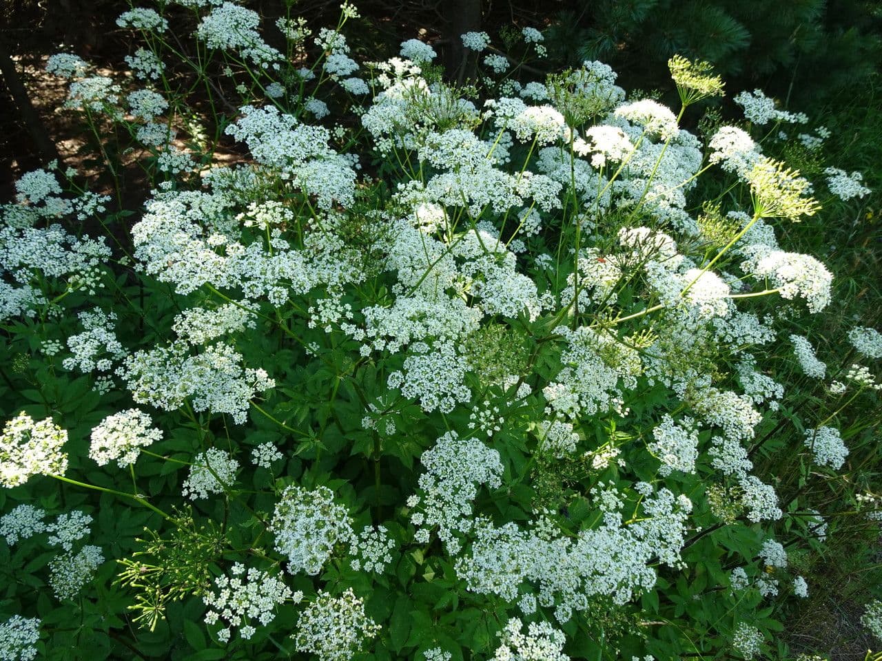 Cerfoglio aromatico 9