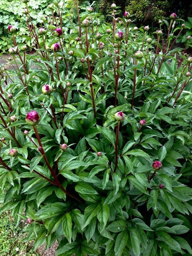 Echte Pfingstrose 14