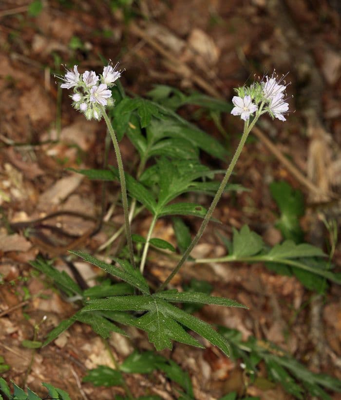 Hydrophyllum occidentale 10