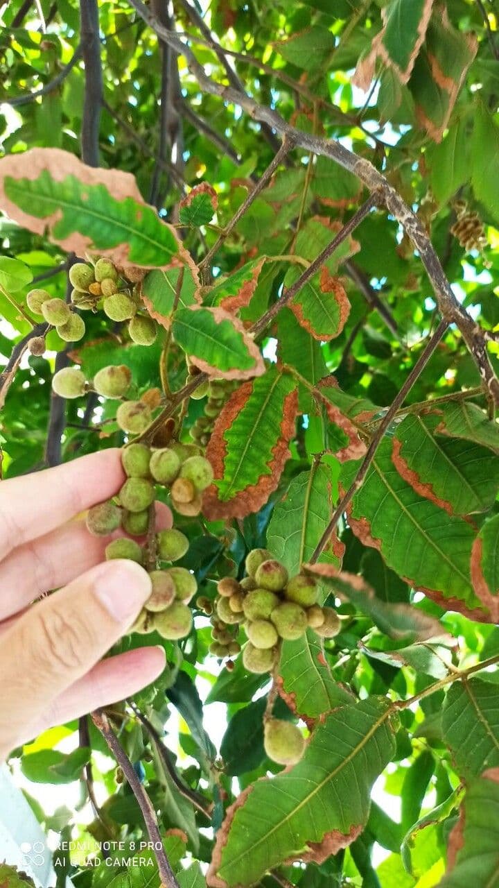 Cupania 3