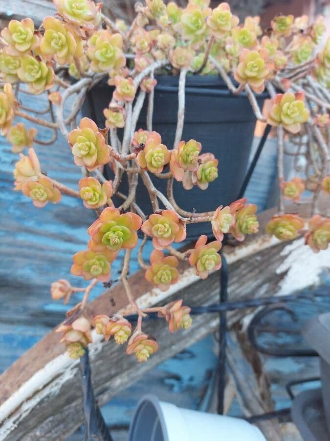 Aeonium sedifolium 12
