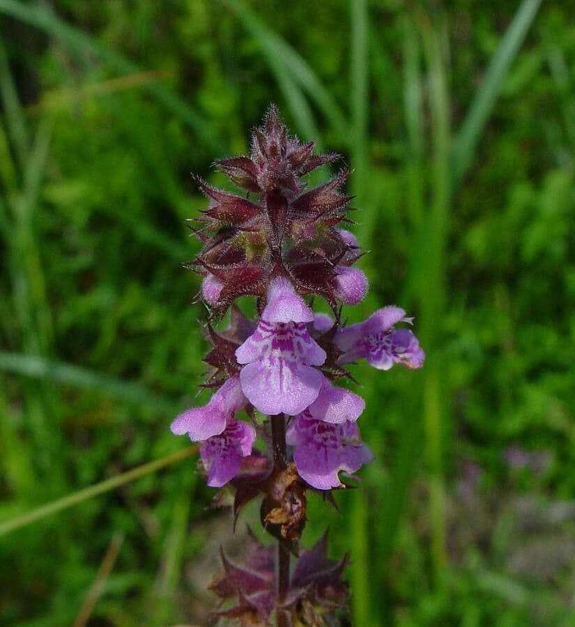 Betonica palustre 9