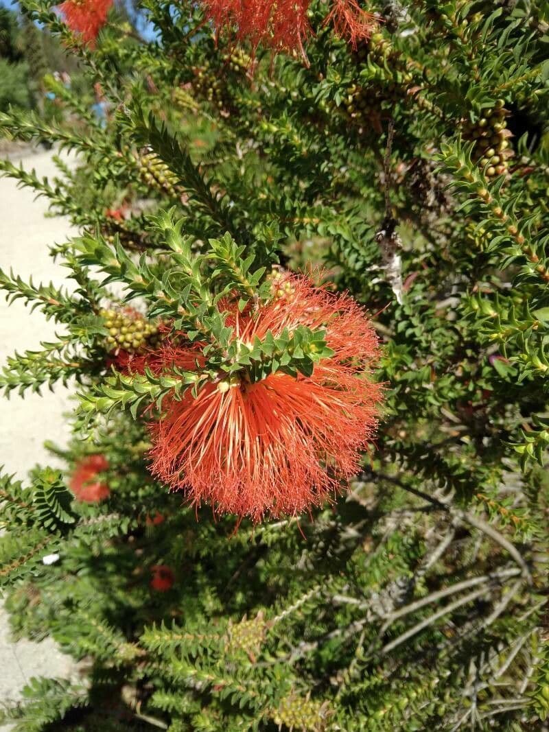 Kunzea Baxtera 8