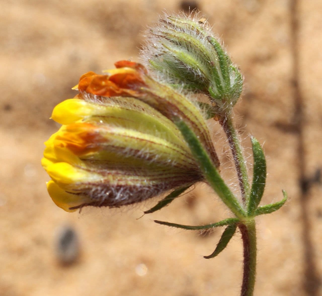 Anthyllis 6