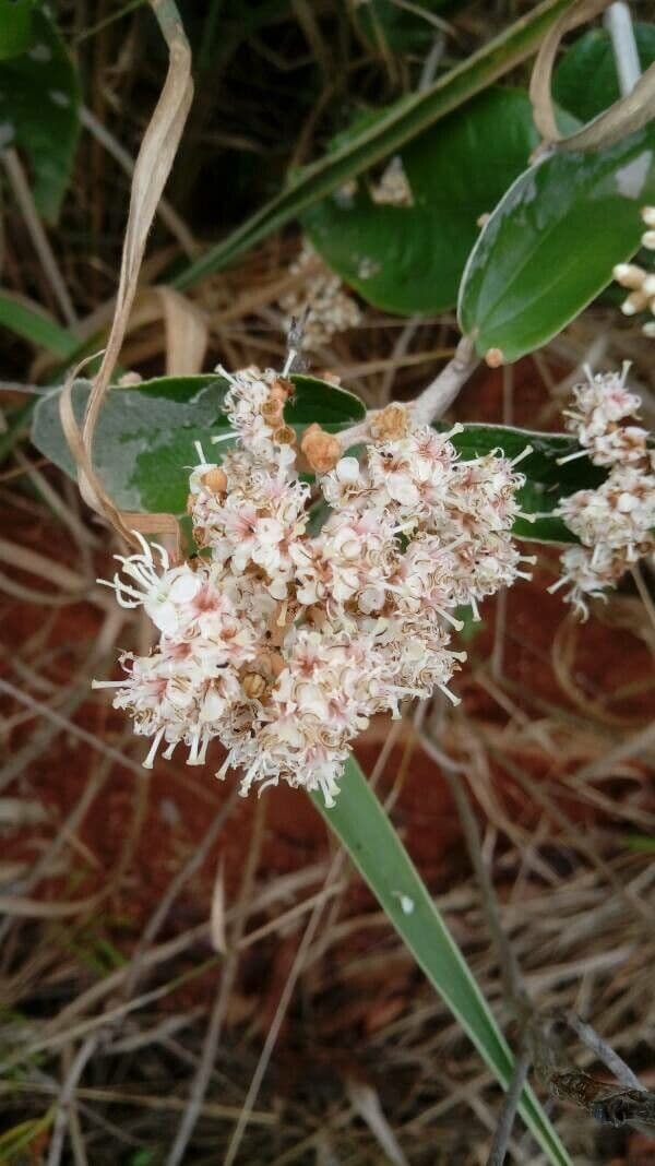 Miconia bianca 8