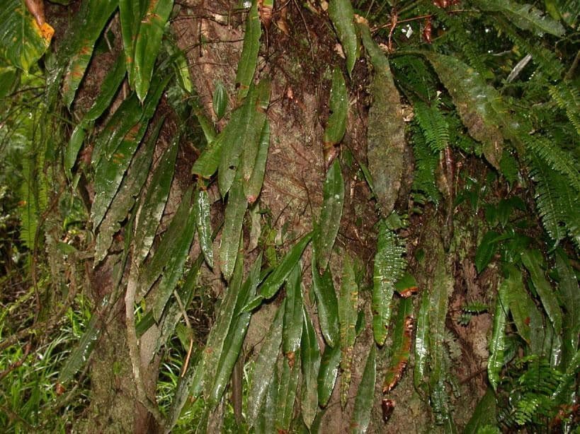 Oleandra 9