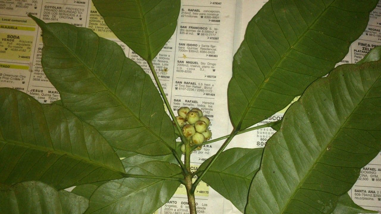 Dendropanax arboreus 17