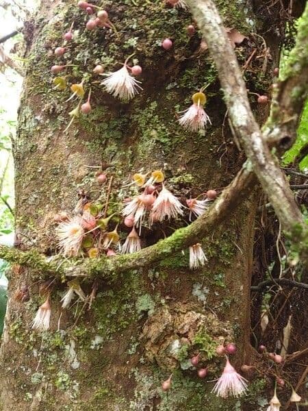 Syzygium 24
