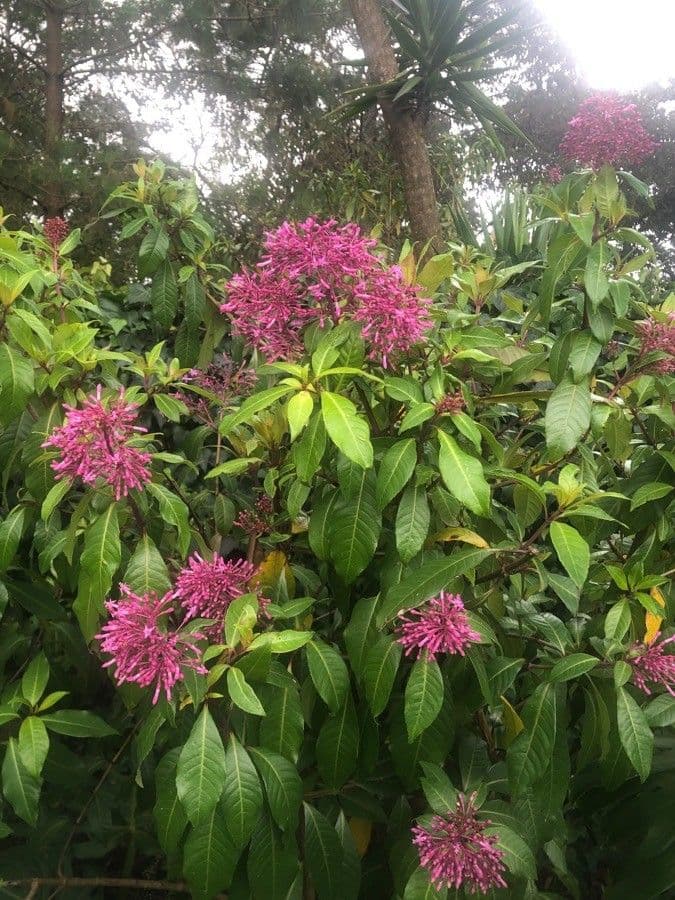 Fuchzia 6